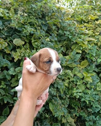Cuccioli di jack Russell pedigree ENCI