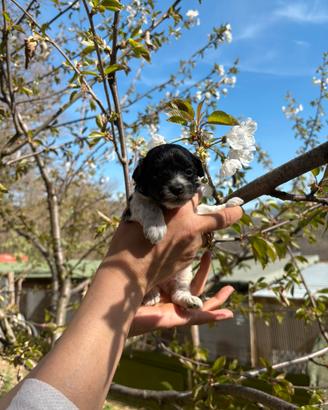 Cucciolo maltipoo maschio