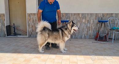 Alaskan malamute