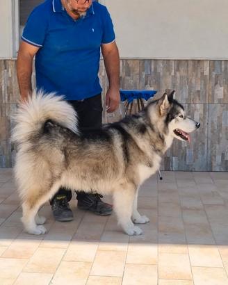 Alaskan malamute