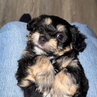 Cuccioli di Bichon Havanesi