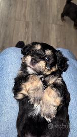 Cuccioli di Bichon Havanesi