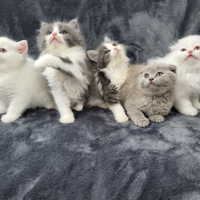 Cucciolata di scottish fold e straight