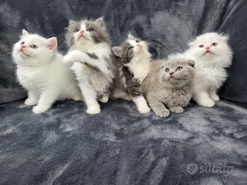 Cucciolata di scottish fold e straight