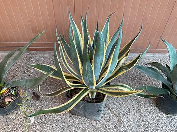 Agave