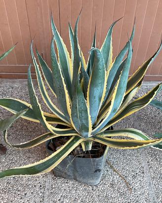 Agave