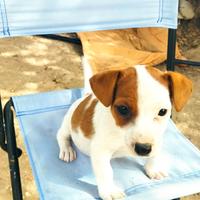 Cuccioli di jack Russell