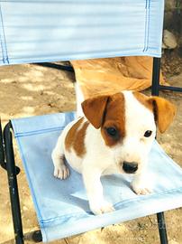 Cuccioli di jack Russell