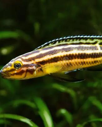 Ciclidi Africani_Lago Tanganica