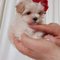 Maltipoo maschietto "mini toy"