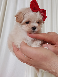Maltipoo maschietto "mini toy"