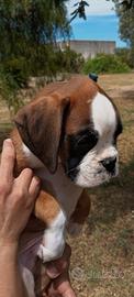 Cuccioli di boxer