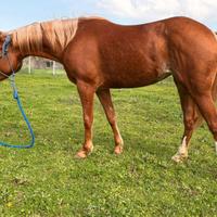 Quarter horse