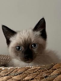 Cuccioli siamesi
