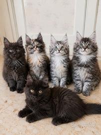 Maine coon