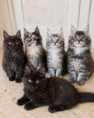 Maine coon