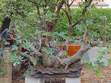 bonsai di ficus carica