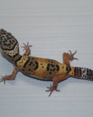 Geco leopardino