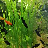 Piante Vallisneria, Platy, Molly, Corydoras