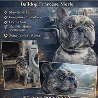 Pablo bulldog francese merlè