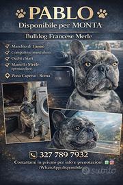 Pablo bulldog francese merlè