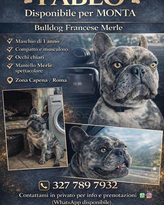 Pablo bulldog francese merlè