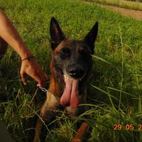 Pastore belga malinois