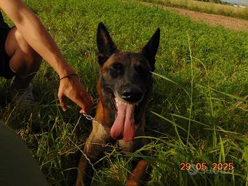 Pastore belga malinois