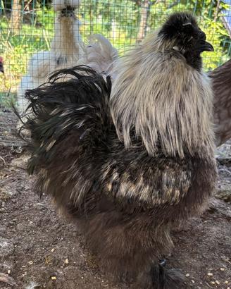 Gallo moroseta