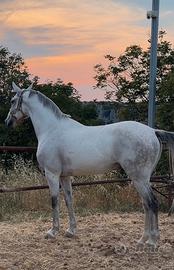 Cavallo vaquero