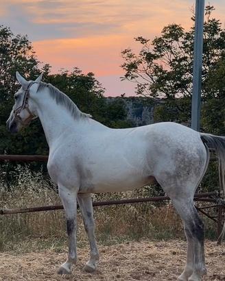 Cavallo vaquero