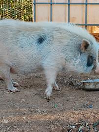 Mini pig