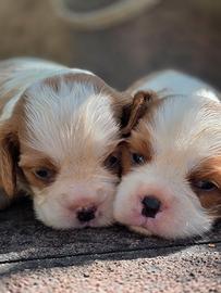 Cavalier king