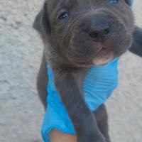 Incrocio cane corso e pitbull red nose