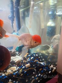 Oranda capuccetto rosso maschio