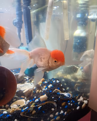 Oranda capuccetto rosso maschio