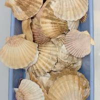 Conchiglie bivalvi capesante Pecten