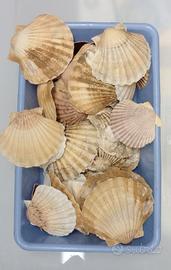 Conchiglie bivalvi capesante Pecten