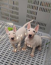 Bull Terrier inglese standard con pedigree ENCI