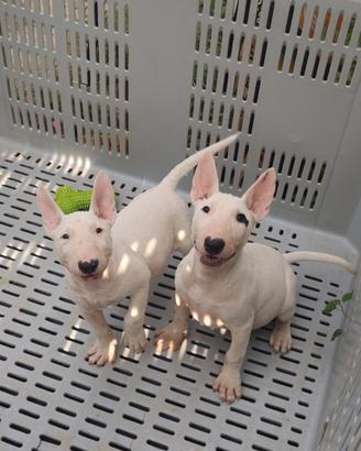 Bull Terrier inglese standard con pedigree ENCI