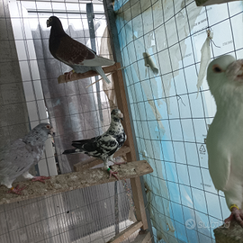 Viaggiatori da esposizione