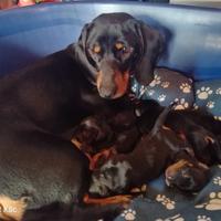 Cuccioli bassotto nero focato