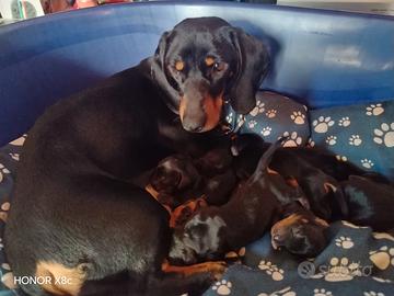 Cuccioli bassotto nero focato