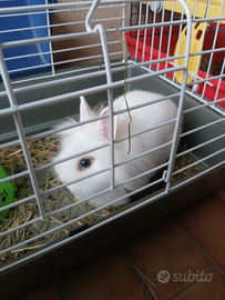 Coniglio completo di gabbia