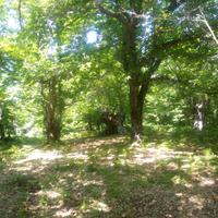 Terreno agricolo a Stroncone-Terni