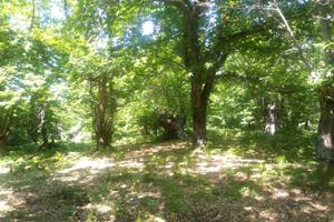 Terreno agricolo a Stroncone-Terni