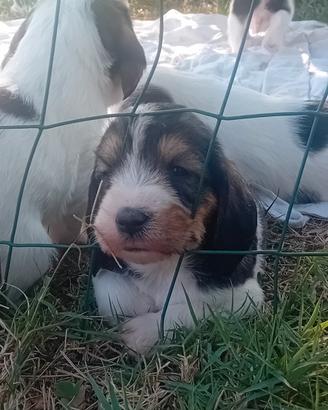 Cuccioli Pétit basset griffon vendéen alta genealo