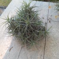 pianta dell'aria quattro ciuffi