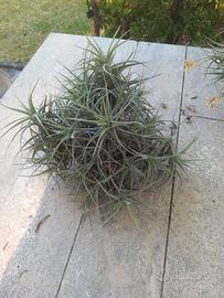 pianta dell'aria quattro ciuffi