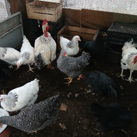 Galline